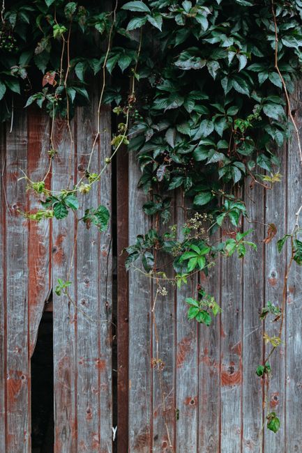 A weathered wooden garden fence composed of vertical planks with a natural, slightly reddish-toned finish, partially covered by dense, dark green ivy with glossy, pointed leaves. The ivy extends over