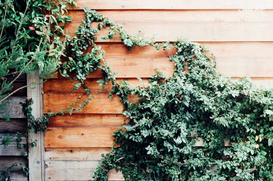 A weathered wooden garden fence composed of vertical planks with a natural, slightly reddish-toned finish, partially covered by dense, dark green ivy with glossy, pointed leaves. The ivy extends over