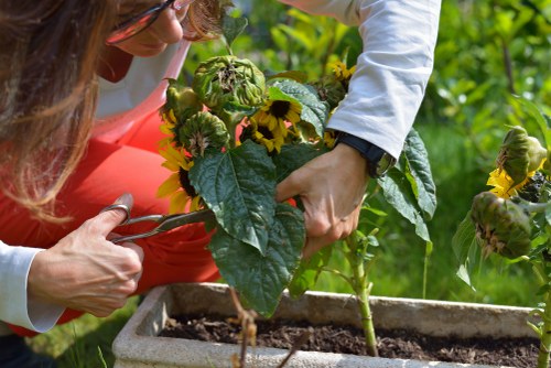 Professional garden maintenance services in West Ham